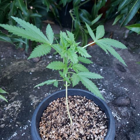 #2 Jane growlog timeline photo