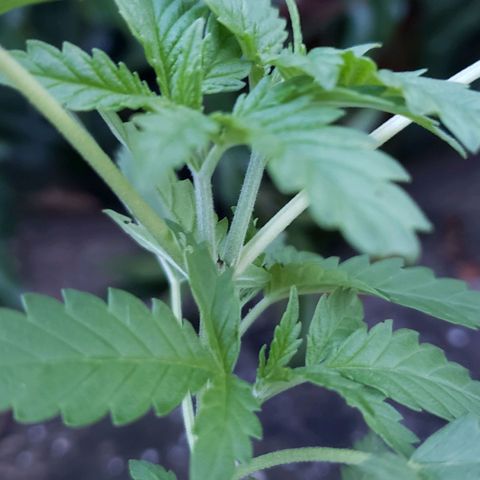 #2 Jane growlog timeline photo