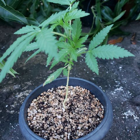 #2 Jane growlog timeline photo