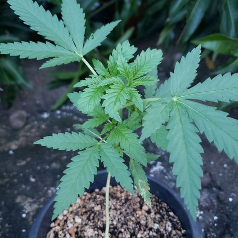 #2 Jane growlog timeline photo