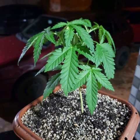 #2 Jane growlog timeline photo