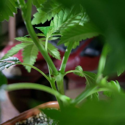 #2 Jane growlog timeline photo