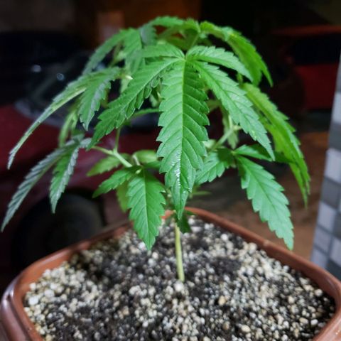 #2 Jane growlog timeline photo