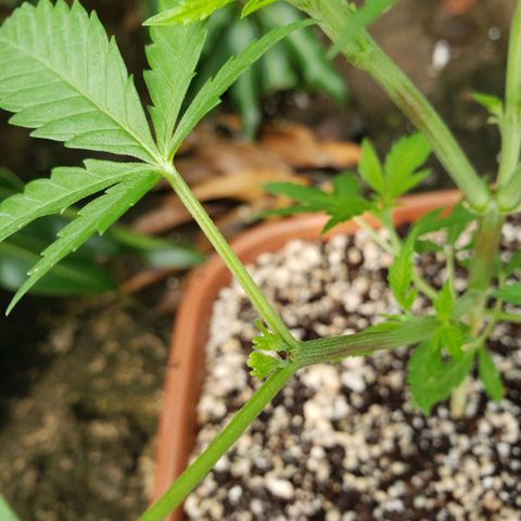 #2 Jane growlog photo: Feito a desfoliação para o sol pegar nas folhas inferiores para desenvolver mais rápido 