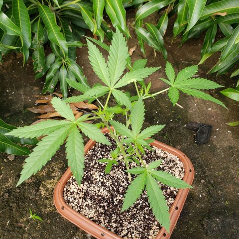 #2 Jane growlog photo: Feito a desfoliação para o sol pegar nas folhas inferiores para desenvolver mais rápido 