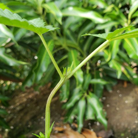 #2 Jane growlog photo: Feito a desfoliação para o sol pegar nas folhas inferiores para desenvolver mais rápido 