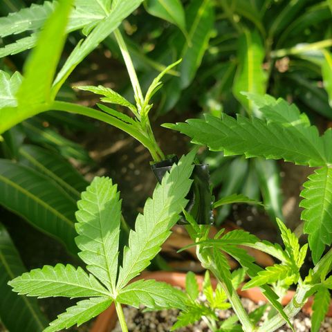 #2 Jane growlog photo: Feito um curativo com fita isolante e babosa no suppee croping feito que partiu no meio o galho 