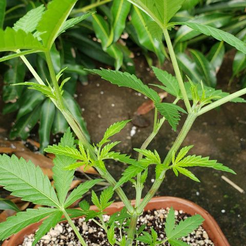 #2 Jane growlog photo: Feito a desfoliação para o sol pegar nas folhas inferiores para desenvolver mais rápido 