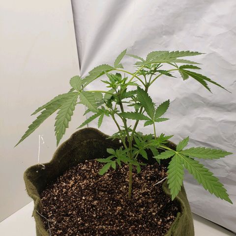 #2 Jane growlog timeline photo