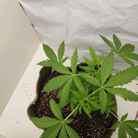 #2 Jane growlog timeline photo