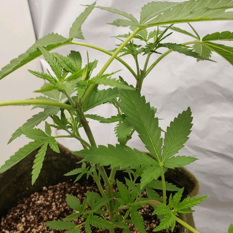 #2 Jane growlog timeline photo