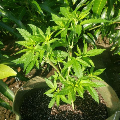 #2 Jane growlog timeline photo