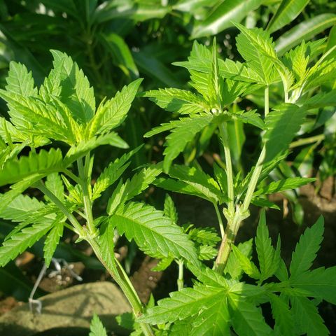 #2 Jane growlog timeline photo