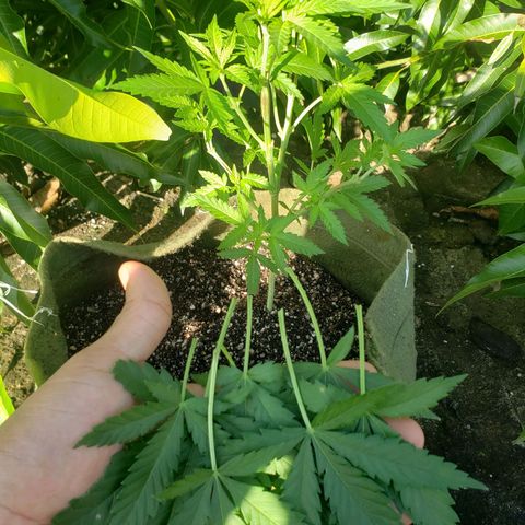 #2 Jane growlog timeline photo