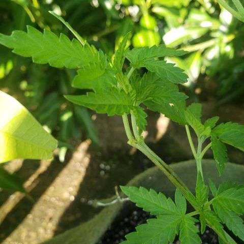 #2 Jane growlog timeline photo