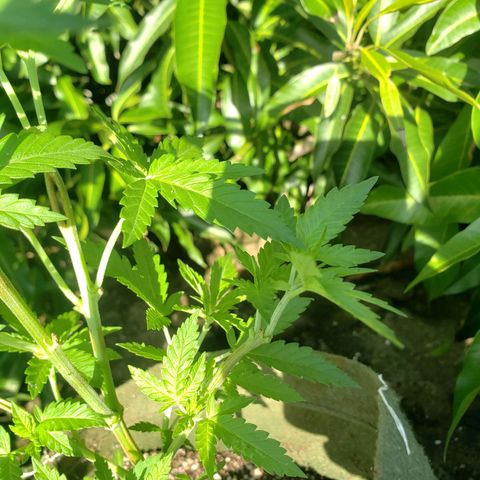 #2 Jane growlog timeline photo