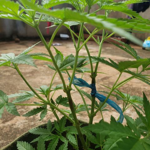 #2 Jane growlog timeline photo