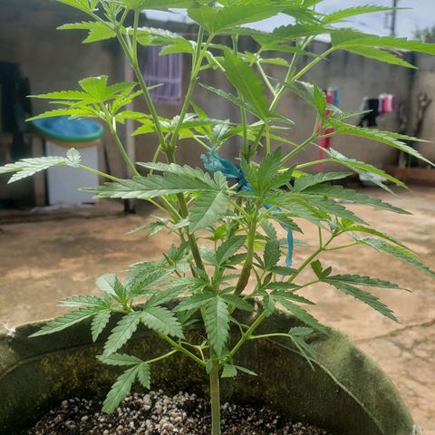 #2 Jane growlog timeline photo