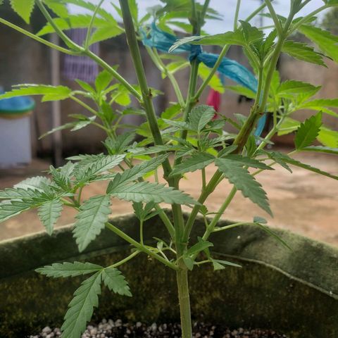 #2 Jane growlog timeline photo