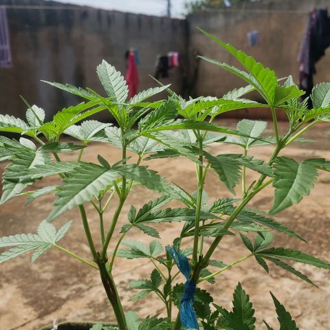#2 Jane growlog timeline photo