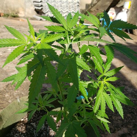 #2 Jane growlog timeline photo
