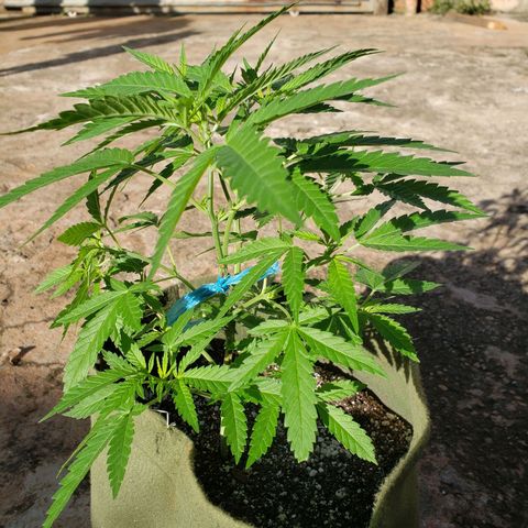 #2 Jane growlog timeline photo