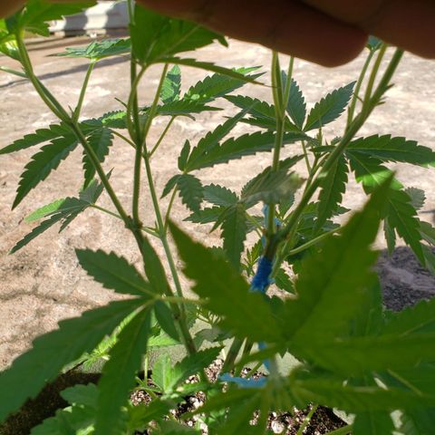 #2 Jane growlog timeline photo