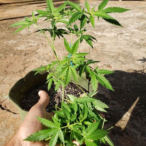 #2 Jane growlog photo: Feito o desfolhamento e poda do galho secundario devido ao super cropping mal feito