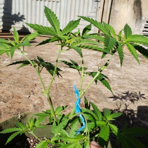#2 Jane growlog photo: Feito o desfolhamento e poda do galho secundario devido ao super cropping mal feito
