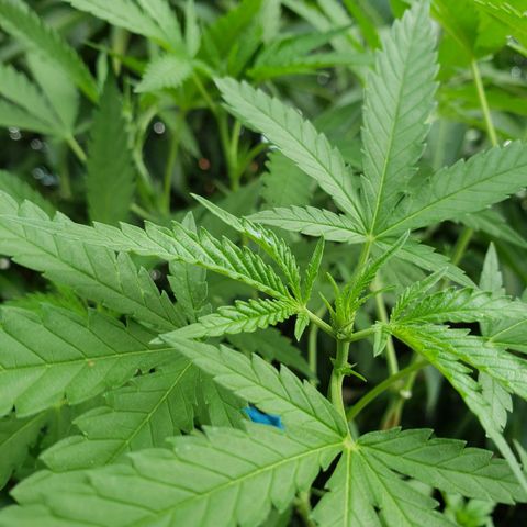 #2 Jane growlog timeline photo