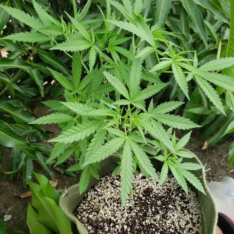 #2 Jane growlog timeline photo