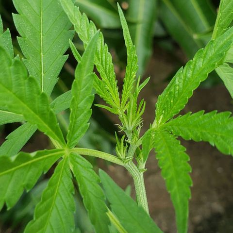 #2 Jane growlog timeline photo