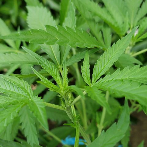 #2 Jane growlog timeline photo