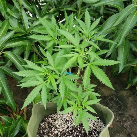 #2 Jane growlog timeline photo