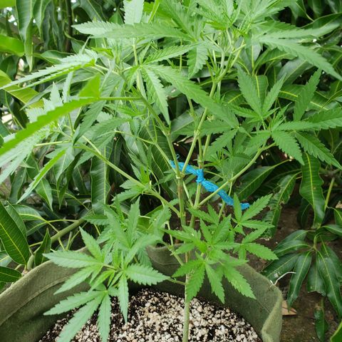 #2 Jane growlog timeline photo