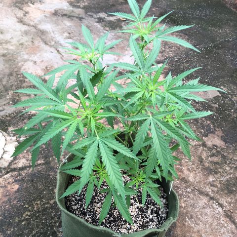 #2 Jane growlog timeline photo