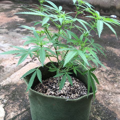 #2 Jane growlog timeline photo