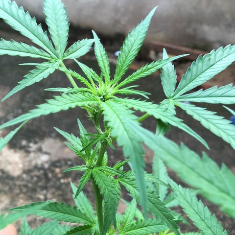 #2 Jane growlog timeline photo