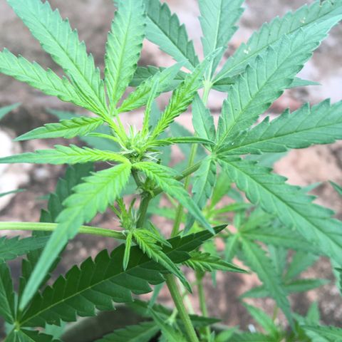 #2 Jane growlog timeline photo