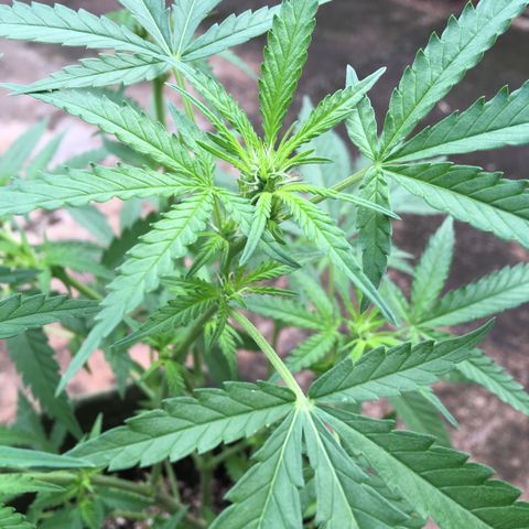#2 Jane growlog timeline photo