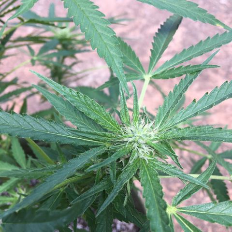 #2 Jane growlog timeline photo