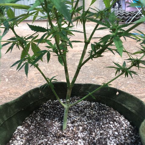 #2 Jane growlog timeline photo