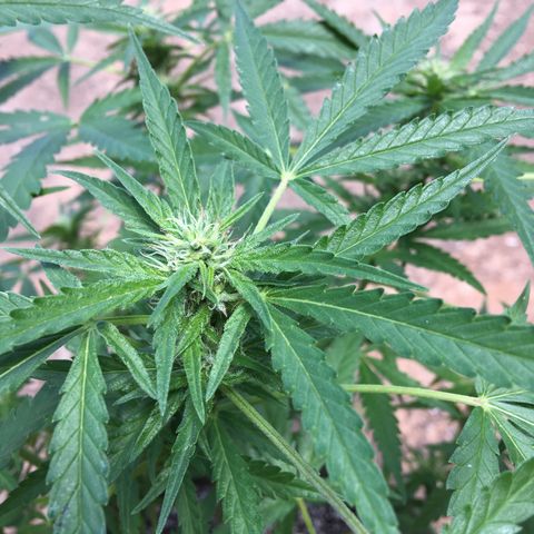 #2 Jane growlog timeline photo