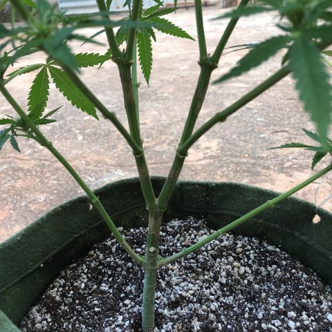 #2 Jane growlog timeline photo
