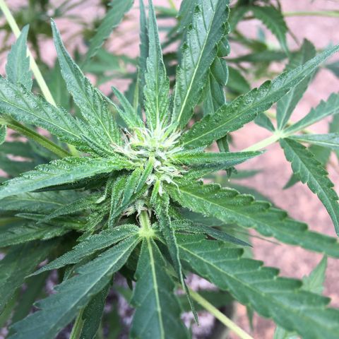 #2 Jane growlog timeline photo