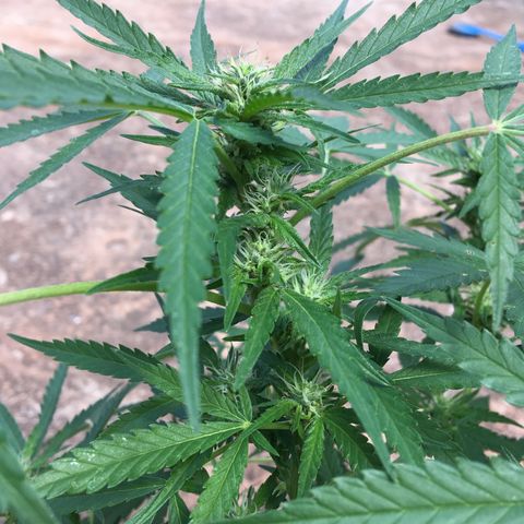 #2 Jane growlog timeline photo