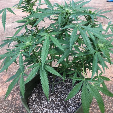 #2 Jane growlog timeline photo