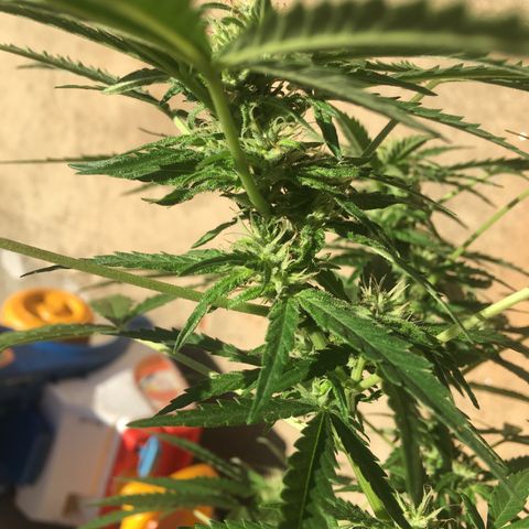#2 Jane growlog timeline photo