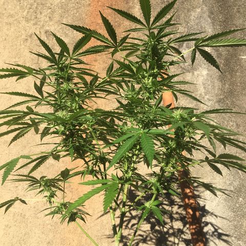 #2 Jane growlog timeline photo