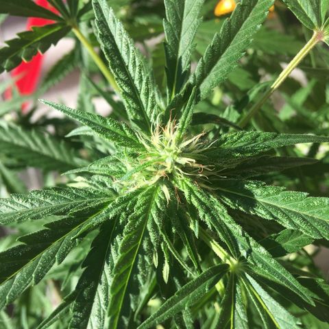 #2 Jane growlog timeline photo